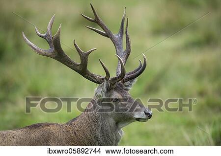 Portrait of a red deer ( Cervus elaphus) in the rut, Puttbus, Mecklenburg-Western Pomerania, Germany, Europe View Large Photo Image Picture - Portrait of a red deer ( Cervus elaphus) in the rut, Puttbus, Mecklenburg-Western Pomerania, Germany, Europe. Fotosearch