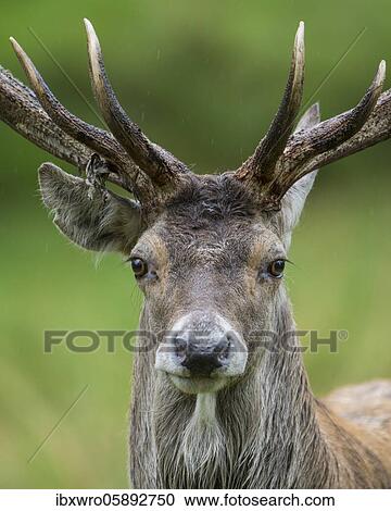 Portrait of a red deer ( Cervus elaphus) in the rut, Puttbus, Mecklenburg-Western Pomerania, Germany, Europe View Large Photo Image Stock Image - Portrait of a red deer ( Cervus elaphus) in the rut, Puttbus, Mecklenburg-Western Pomerania, Germany, Europe. Fotosearch