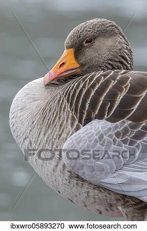 Portrait of a resting Greylag goose ( anser anser) Hannover, Lower Saxony, Germany, Europe View Large Photo Image Stock Image - Portrait of a resting Greylag goose ( anser anser) Hannover, Lower Saxony, Germany, Europe. Fotosearch