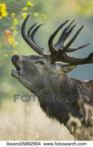 Portrait of a roaring red deer ( Cervus elaphus) in rut, Klamptenborg, Copenhagen, Denmark, Europe View Large Photo Image Picture - Portrait of a roaring red deer ( Cervus elaphus) in rut, Klamptenborg, Copenhagen, Denmark, Europe. Fotosearch