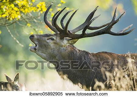 Stock Photography - Portrait of a roaring red deer ( Cervus elaphus) in rut, Klamptenborg, Copenhagen, Denmark, Europe. Fotosearch