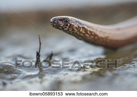 Portrait of a slow worm ( Anguis fragilis) Damme, Lower Saxony, Germany, Europe View Large Photo Image Stock Image - Portrait of a slow worm ( Anguis fragilis) Damme, Lower Saxony, Germany, Europe. Fotosearch