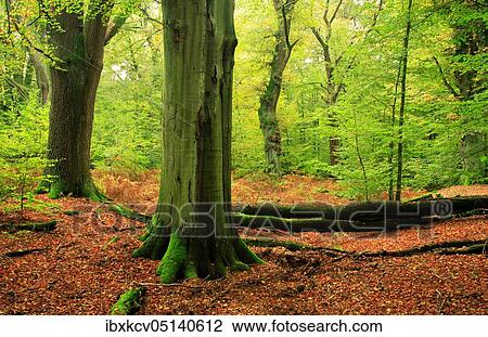 Primeval forest with huge old moss-covered beech and oak trees, Sababurg Primeval Forest, Reinhardswald, Hesse, Germany, Europe View Large Photo Image Stock Image - Primeval forest with huge old moss-covered beech and oak trees, Sababurg Primeval Forest, Reinhardswald, Hesse, Germany, Europe. Fotosearch
