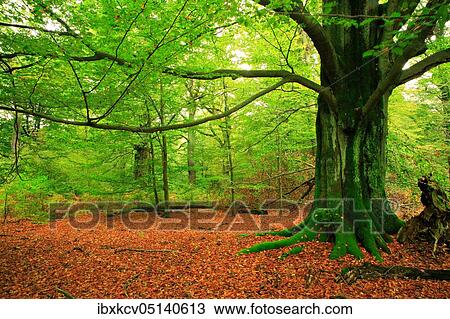 Primeval forest with huge old moss-covered beech, Sababurg Primeval Forest, Reinhardswald, Hesse, Germany, Europe View Large Photo Image Stock Image - Primeval forest with huge old moss-covered beech, Sababurg Primeval Forest, Reinhardswald, Hesse, Germany, Europe. Fotosearch