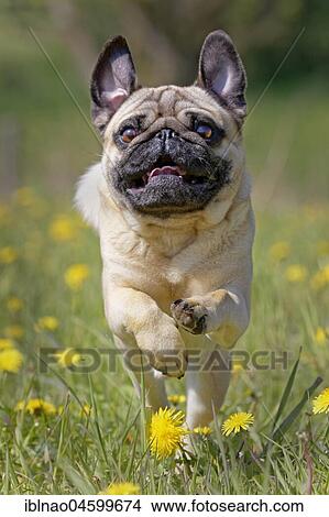 Picture - Pug runs in a dandelion meadow, Germany, Europe. Fotosearch