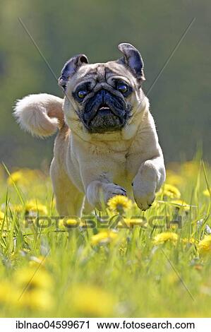 Pug runs in a dandelion meadow, Germany, Europe View Large Photo Image Stock Image - Pug runs in a dandelion meadow, Germany, Europe. Fotosearch