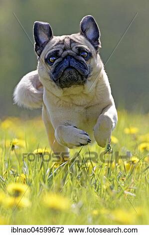 Pug runs in a dandelion meadow, Germany, Europe View Large Photo Image Stock Image - Pug runs in a dandelion meadow, Germany, Europe. Fotosearch
