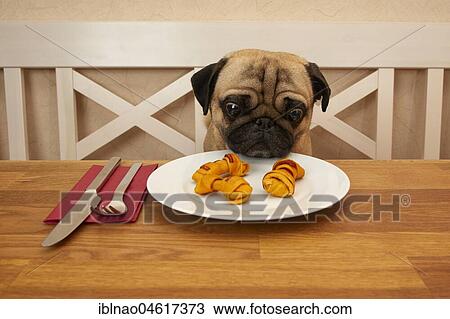 Stock Image - Pug sits at a set table with animal food on the plate. Fotosearch