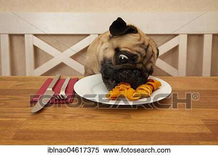 Pug sits at table, eating food from the plate View Large Photo Image Stock Photography - Pug sits at table, eating food from the plate. Fotosearch