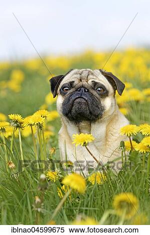 Stock Photography - Pug sits in a dandelion meadow, Germany, Europe. Fotosearch