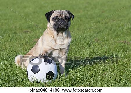 Pug with soccer ball View Large Photo Image Stock Photograph - Pug with soccer ball. Fotosearch
