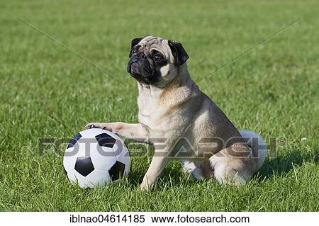 Pug with soccer ball View Large Photo Image Stock Photography - Pug with soccer ball. Fotosearch
