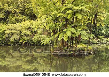 Pukekura Park, Botanical Garden, New Plymouth, Taranaki, North Island, New Zealand, Oceania View Large Photo Image Stock Photo - Pukekura Park, Botanical Garden, New Plymouth, Taranaki, North Island, New Zealand, Oceania. Fotosearch