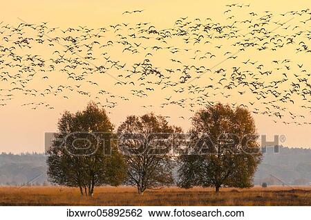 Stock Image - Pulling Greylag goose ( anser anser) in front of the red evening sky, migratory bird, bird migration, Rehdener Geestmoor, Lower Saxony, Germany, Europe. Fotosearch