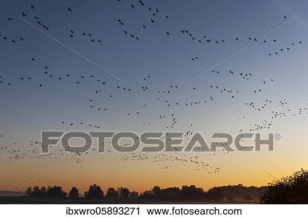 Pulling Greylag goose ( anser anser) in front of the red evening sky, migratory bird, bird migration, Rehdener Geestmoor, Lower Saxony, Germany, Europe View Large Photo Image Stock Image - Pulling Greylag goose ( anser anser) in front of the red evening sky, migratory bird, bird migration, Rehdener Geestmoor, Lower Saxony, Germany, Europe. Fotosearch