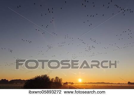 Stock Image - Pulling Greylag goose ( anser anser) in front of the red evening sky, migratory bird, bird migration, Rehdener Geestmoor, Lower Saxony, Germany, Europe. Fotosearch