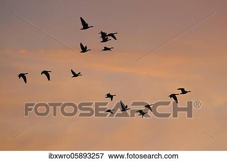 Pulling Greylag goose ( anser anser) in front of the red evening sky, migratory bird, bird migration, Rehdener Geestmoor, Lower Saxony, Germany, Europe View Large Photo Image Stock Photo - Pulling Greylag goose ( anser anser) in front of the red evening sky, migratory bird, bird migration, Rehdener Geestmoor, Lower Saxony, Germany, Europe. Fotosearch