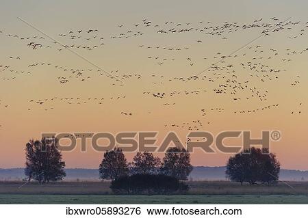 Pulling Greylag goose ( anser anser) in front of the red evening sky, migratory bird, bird migration, Rehdener Geestmoor, Lower Saxony, Germany, Europe View Large Photo Image Stock Photograph - Pulling Greylag goose ( anser anser) in front of the red evening sky, migratory bird, bird migration, Rehdener Geestmoor, Lower Saxony, Germany, Europe. Fotosearch