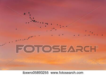 Pulling Greylag goose ( anser anser) in front of the red evening sky, migratory bird, bird migration, Rehdener Geestmoor, Lower Saxony, Germany, Europe View Large Photo Image Stock Photography - Pulling Greylag goose ( anser anser) in front of the red evening sky, migratory bird, bird migration, Rehdener Geestmoor, Lower Saxony, Germany, Europe. Fotosearch