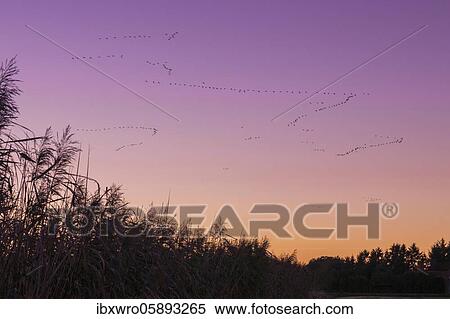 Pulling Greylag goose ( anser anser) in front of the red evening sky, migratory bird, bird migration, Rehdener Geestmoor, Lower Saxony, Germany, Europe View Large Photo Image Stock Photography - Pulling Greylag goose ( anser anser) in front of the red evening sky, migratory bird, bird migration, Rehdener Geestmoor, Lower Saxony, Germany, Europe. Fotosearch