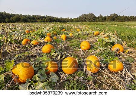 Stock Photo - Pumpkins (Cucurbita) in the field, Kamen, North Rhine-Westphalia, Germany, Europe. Fotosearch