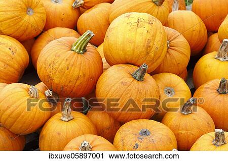 Stock Image - Pumpkins Halloween (Cucurbita maxima), Schleswig-Holstein, Germany, Europe. Fotosearch