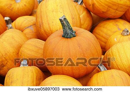 Pumpkins Halloween (Cucurbita maxima), Schleswig-Holstein, Germany, Europe View Large Photo Image Stock Image - Pumpkins Halloween (Cucurbita maxima), Schleswig-Holstein, Germany, Europe. Fotosearch