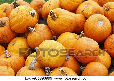 Stock Photo - Pumpkins Halloween (Cucurbita maxima), Schleswig-Holstein, Germany, Europe. Fotosearch