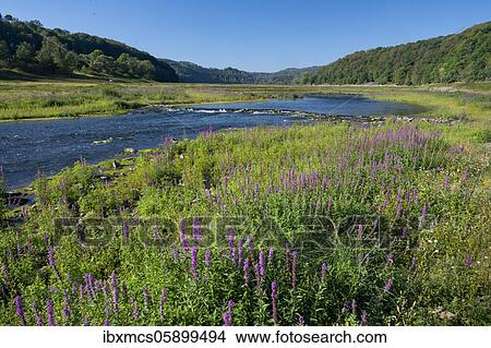 Purple loosestrife (Lythrum salicaria) Edersee, Kellerwald National Park, Hesse, Germany, Europe View Large Photo Image Picture - Purple loosestrife (Lythrum salicaria) Edersee, Kellerwald National Park, Hesse, Germany, Europe. Fotosearch