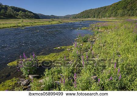 Purple loosestrife (Lythrum salicaria) Edersee, Kellerwald National Park, Hesse, Germany, Europe View Large Photo Image Stock Photo - Purple loosestrife (Lythrum salicaria) Edersee, Kellerwald National Park, Hesse, Germany, Europe. Fotosearch
