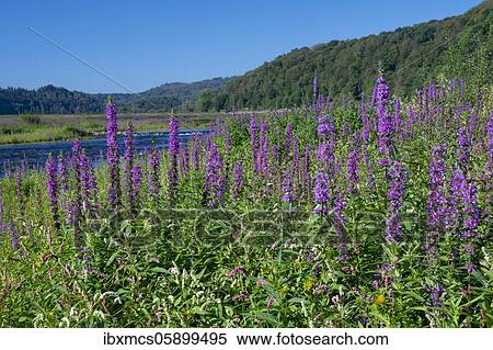 Purple loosestrife (Lythrum salicaria) Edersee, Kellerwald National Park, Hesse, Germany, Europe View Large Photo Image Stock Photography - Purple loosestrife (Lythrum salicaria) Edersee, Kellerwald National Park, Hesse, Germany, Europe. Fotosearch