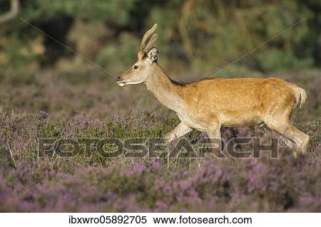 Stock Photography - Pusher of the red deer ( Cervus elaphus) in blooming heath, De Hoge Veluwe National Park, Netherlands. Fotosearch