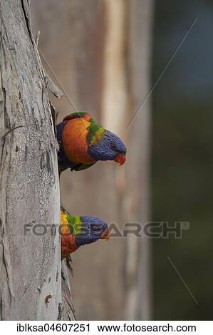 Stock Image - Rainbow lorikeet (Trichoglossus moluccanus) two adult birds on a tree trunk, Sydney, New South Wales, Australia, Oceania. Fotosearch