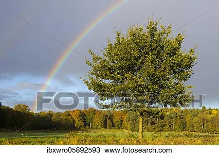 Rainbow over Oak ( Quercus) Diepholz, Lower Saxony, Germany, Europe View Large Photo Image Stock Image - Rainbow over Oak ( Quercus) Diepholz, Lower Saxony, Germany, Europe. Fotosearch