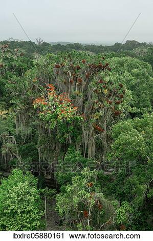 Rainforest, Tikal National Park, Guatemala, Central America View Large Photo Image Stock Image - Rainforest, Tikal National Park, Guatemala, Central America. Fotosearch