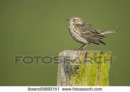 Raps ( Anthus pratensis) sitting on a grazing pole, Osterfeine, Lower Saxony, Germany, Europe View Large Photo Image Stock Image - Raps ( Anthus pratensis) sitting on a grazing pole, Osterfeine, Lower Saxony, Germany, Europe. Fotosearch