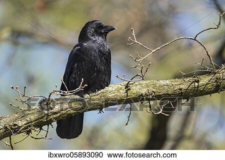Raven crow ( Corvus corone) in an oak tree, Hannover, Lower Saxony, Germany, Europe View Large Photo Image Stock Image - Raven crow ( Corvus corone) in an oak tree, Hannover, Lower Saxony, Germany, Europe. Fotosearch