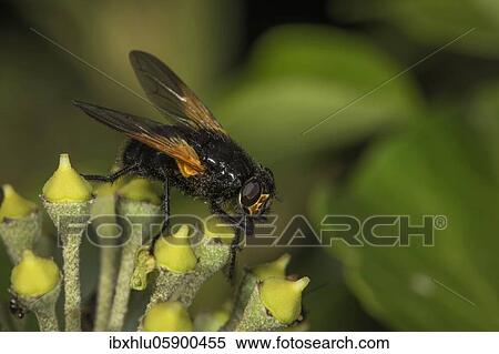 Stock Photography - Real fly in bloom (Hedera helix), Baden- Württemberg, Germany, Europe. Fotosearch