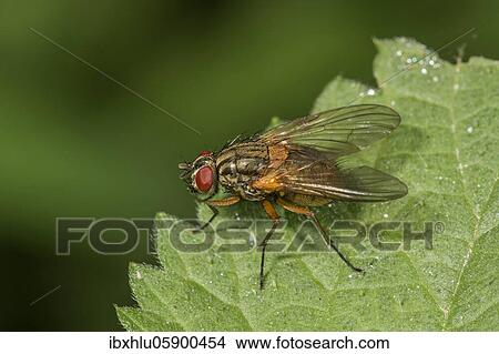 Picture - Real fly (Muscidae Phaonia rufiventris) on a stinging nettle leaf, Baden-Württemberg, Germany, Europe. Fotosearch
