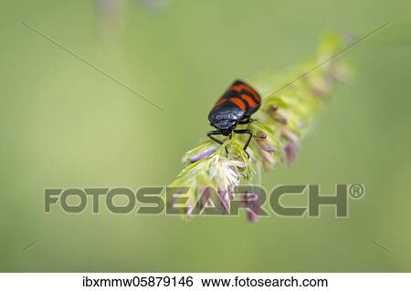 Red-and-black froghopper ( Cercopis vulnerata) on a blade of grass, Perlacher Forst, Upper Bavaria, Bavaria, Germany, Europe View Large Photo Image Stock Photograph - Red-and-black froghopper ( Cercopis vulnerata) on a blade of grass, Perlacher Forst, Upper Bavaria, Bavaria, Germany, Europe. Fotosearch