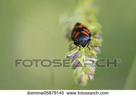 Stock Photography - Red-and-black froghopper ( Cercopis vulnerata) on a blade of grass, Perlacher Forst, Upper Bavaria, Bavaria, Germany, Europe. Fotosearch