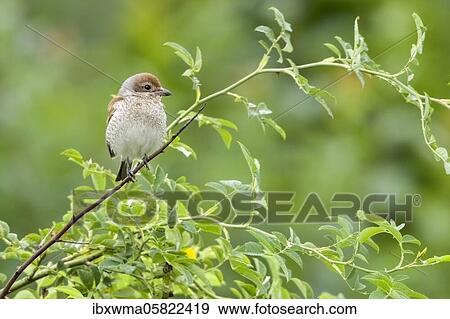Red-backed shrike ( Lanius collurio) female, sitting on a branch, Hesse, Germany, Europe View Large Photo Image Stock Photo - Red-backed shrike ( Lanius collurio) female, sitting on a branch, Hesse, Germany, Europe. Fotosearch