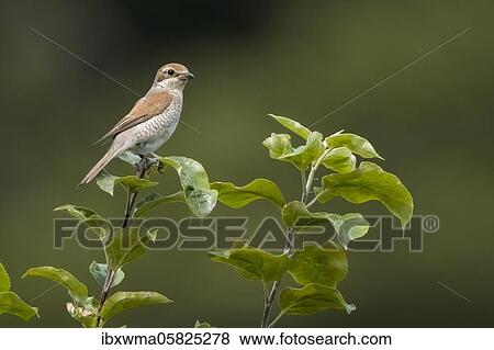 Stock Photo - Red-backed shrike ( Lanius collurio) female, sitting on a branch, Hesse, Germany, Europe. Fotosearch