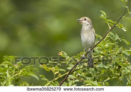 Red-backed shrike ( Lanius collurio) female, sitting on a branch, Hesse, Germany, Europe View Large Photo Image Stock Photo - Red-backed shrike ( Lanius collurio) female, sitting on a branch, Hesse, Germany, Europe. Fotosearch