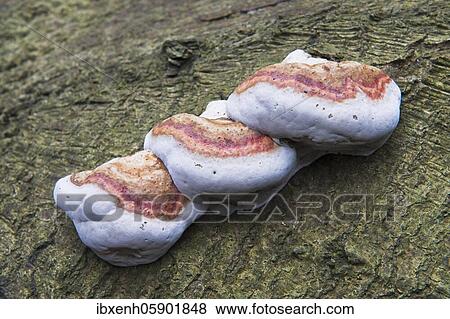Red Banded Polypore (Fomitopsis pinicola) Emsland, Lower Saxony, Germany, Europe View Large Photo Image Stock Photo - Red Banded Polypore (Fomitopsis pinicola) Emsland, Lower Saxony, Germany, Europe. Fotosearch