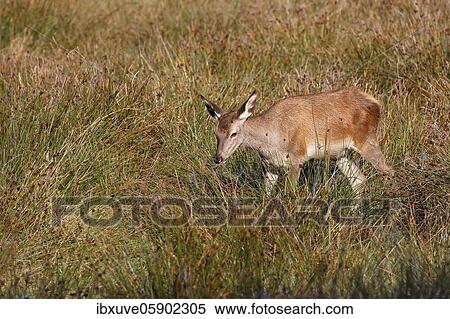 Red deer-calf (Cervus elaphus) in a meadow, Schleswig-Holstein, Germany, Europe View Large Photo Image Stock Photography - Red deer-calf (Cervus elaphus) in a meadow, Schleswig-Holstein, Germany, Europe. Fotosearch