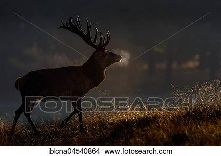 Red deer (Cervus elaphus), backlit, Denmark, Europe View Large Photo Image Picture - Red deer (Cervus elaphus), backlit, Denmark, Europe. Fotosearch