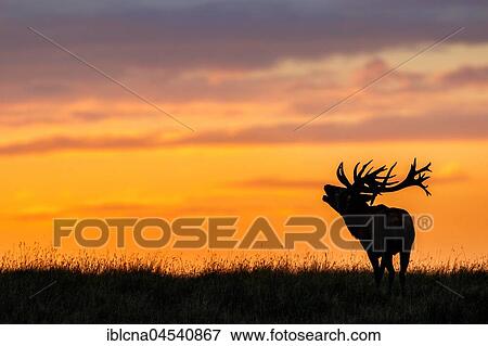 Stock Photo - Red deer (Cervus elaphus), belling at sunset, Denmark, Europe. Fotosearch