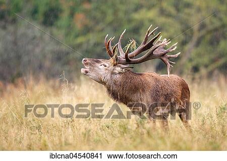 Stock Image - Red deer (Cervus elaphus), belling in the rain, Denmark, Europe. Fotosearch