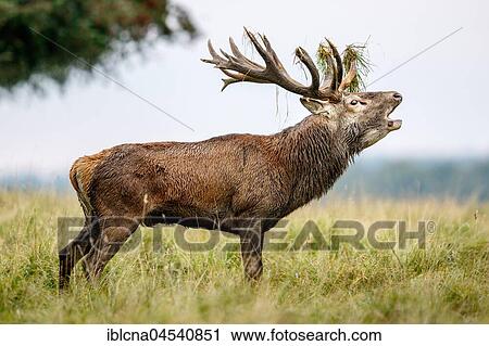 Stock Image - Red deer (Cervus elaphus), belling, Denmark, Europe. Fotosearch